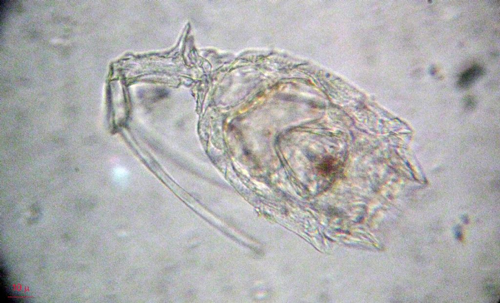 Trichotria tetractis